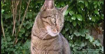 http://www.pixellusion.de//public/mm_cat.jpg