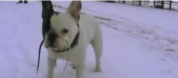 http://www.pixellusion.de/public/dog.jpg